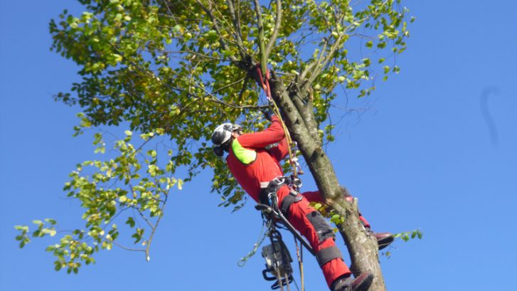 Baumarbeiten mit Seilklettertechnik