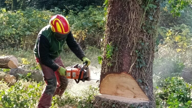 Baumfällung, Baumfällarbeiten, Baum entfernen, Problemfällungen, Baumarbeiten